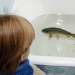Weihnachten oder der Karpfen in der Badewanne