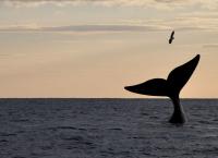 Wildes Lateinamerika