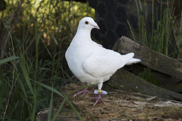 Bild 1 von 4: Keks trifft bei seiner Entdeckungstour auf Tara Taube. Sie erzählt von ihrem langen Weg, den sie als Brieftaube zurückgelegt hat.