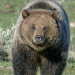 Yellowstone - Park der Extreme