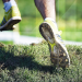 Trail: GT World Series in Myoko