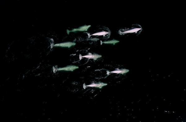 Bild 1 von 4: Beluga-Weibchen kümmern sich gemeinsam um ihre Kälber. Kulturelle Gepflogenheiten wie diese sind für viele Tierarten überlebenswichtig.