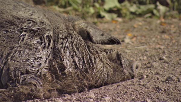 Bild 1 von 10: In Hofweiden leben Mangalitzaschweine das ganze Jahr im Garten.