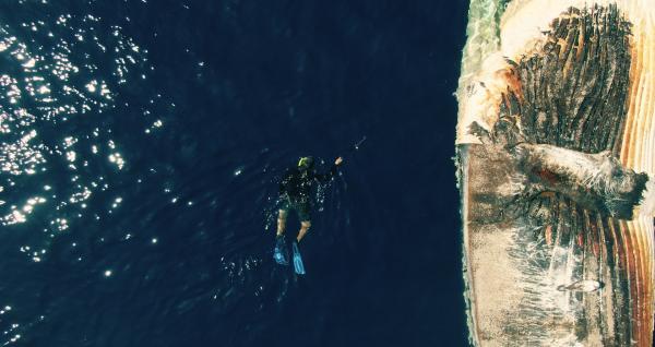 Bild 1 von 4: Bei der Suche nach Delfinen vor der Küste Mazatlans, hat Oscar Guzun einen im Meer treibenden toten Wal entdeckt. Ein ungewöhnliches Schauspiel.