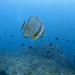 Into the Blue - Indonesiens Unterwasserparadiese