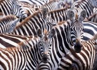 Die Farben der Tierwelt