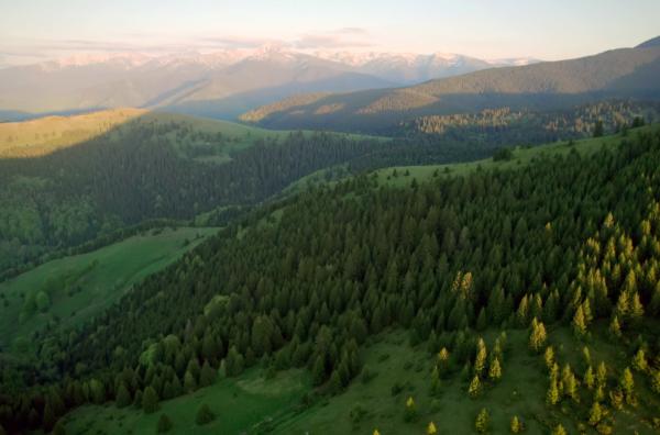 Bild 1 von 5: Nur solange die Landschaft zusammenhängend bleibt, können Braunbären weiterhin die überlebenswichtigen Wanderungen in den rumänischen Karpaten unternehmen.