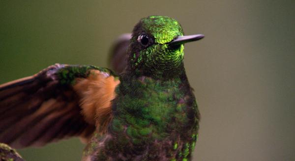 Bild 1 von 4: Ein Fahlschwanzkolibri im Bergregenwald Ecuadors. Mit über 130 verschiedenen Kolibri-Arten lebt hier die Hälfte aller Kolibri-Arten der Welt. Die metallisch schillernden Farben entstehen durch Lufteinschlüsse in den Federn, die das Sonnenlicht brechen und reflektieren.
