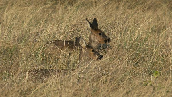 Bild 1 von 6: Es gibt 50 Rehe auf Spiekeroog.