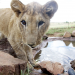 Zwei Löwen auf Reisen - Heimkehr nach Afrika