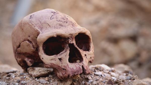 Bild 1 von 8: Nach dem Aussterben der Dinosaurier treten die Säugetiere ihren Siegeszug an. Darunter auch der moderne Mensch, der Homo sapiens. Dieser lebt bereits vor über 300.000 Jahren in Afrika.