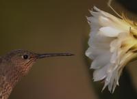 Wildes Lateinamerika