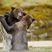Fight Club der Tiere - Aggressive Angreifer