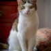 Kleine Katzen - Große Jäger