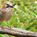 Abenteuer Wildnis