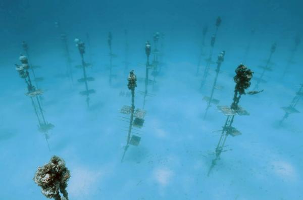 Bild 1 von 6: Die ?Coral Restoration Foundation? betreibt die größten Korallengärten der Welt. Im Jahr 2023 hat sie mehr als 34.000 Quadratmeter Riff restauriert.