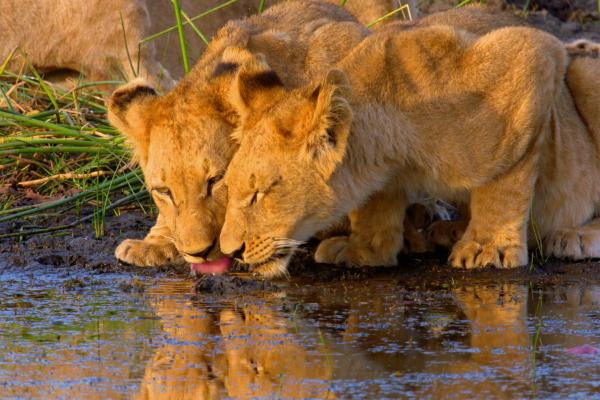 Bild 1 von 6: Zwei Löwenjungen trinken gemeinsam Wasser.