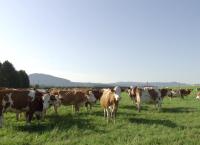 Wo Bio zu Hause ist - Die Heumilchregion im Salzburger Seenland
