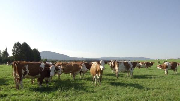 Bild 1 von 4: Bio-Landwirtschaft mit gesunden Kühen auf der Weide.