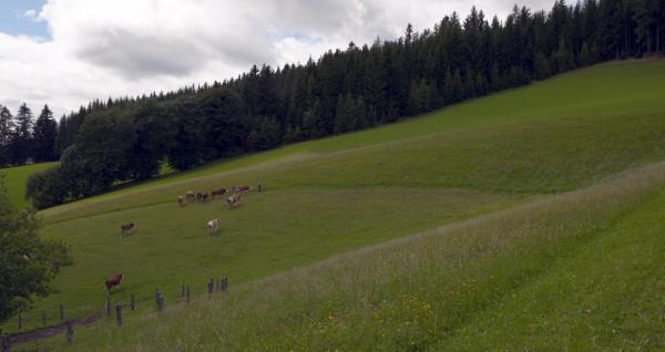 Bild 1 von 13: Rund um Alpl, den steirischen Geburtsort des Heimatdichters Peter Rosegger, gehen die Zentralalpen ins steirische Mittelgebirge über. Die Kulisse bietet eine einzigartige Mischung aus alpinem Ambiente und zugleich hügeligem und sanftem Verlauf des Horizonts. Hier, südlich der Mürz, finden viele Menschen ihren Kraftplatz, der es ihnen erlaubt, sich wieder aufzutanken und neue Kraft zu schöpfen. Im Herzen der Fischbacher Alpen, auf über tausend Metern Seehöhe, liegt Fischbach, der höchstgelegene Ort der Oststeiermark, der bereits zum siebenten Mal in Folge zum schönsten Gebirgsdorf der Steiermark gekürt worden ist. Tradition wird auch beim jährlichen Ägydimarkt in Fischbach großgeschrieben. Rund um den 1. September wird Kirtag gefeiert, um das Brauchtum nicht in Vergessenheit geraten zu lassen. Im Bild: Kuhwiese.
