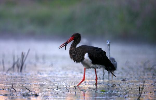 Bild 1 von 11: Wenn im Sommer das Wasser in den Auwäldern knapp wird, schlägt die Stunde des Schwarzstorchs. Aus den geschrumpften Tümpeln braucht er sich die Fische nur noch heraus zu picken.