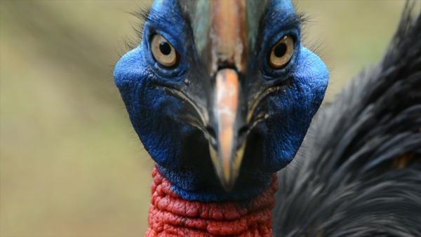 Bild 1 von 4: Der Kasuar gilt als der gefährlichste Vogel der Welt.