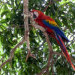 Costa Rica - Mittelamerikas grüne Schatzkammer