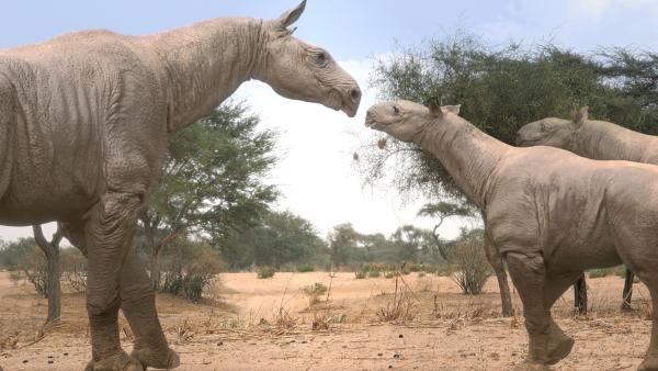 Bild 1 von 4: Bis zu 20 Tonnen schwer: Das ausgestorbene Paraceratherium, das Ur-Nashorn,  war das größte Landsäugetier aller Zeiten.