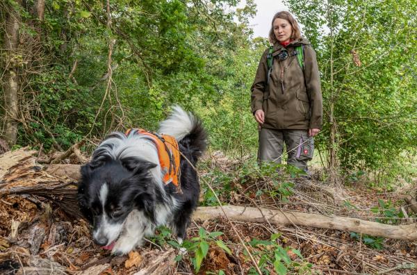 Bild 1 von 3: Annegret Grimm-Seyfarth ist mit ihrem Spürhund Zammy auf der Suche nach Molchen.