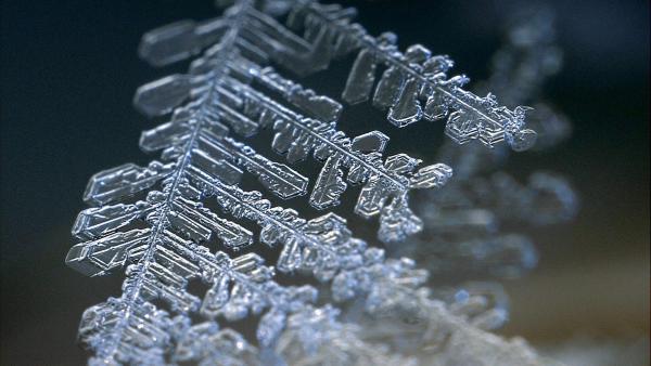 Bild 1 von 14: Im Bild: Dieser fein verzweigte Schneekristall wurde im Kältelabor des Davoser Instituts für Schnee- und Lawinenforschung künstlich erzeugt.