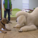 Hundebabys - Chaos auf vier Pfoten