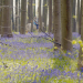 Geheimnisvolle Wildblumen