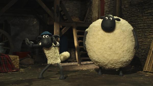 Bild 1 von 6: Shaun merkt, dass Shirleys Fell ein ganz besonderes Geheimnis verbirgt.