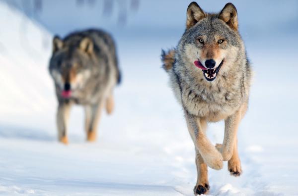 Bild 1 von 1: Ein Raubtier kehrt zurück: Die Wolfspopulation in Mitteleuropa steigt seit einigen Jahren langsam wieder an.