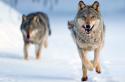 arte 08:15: Wilder Grenzgänger - Der Wolf ist zurück