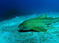 Unsere Ozeane - Kreislauf des Lebens