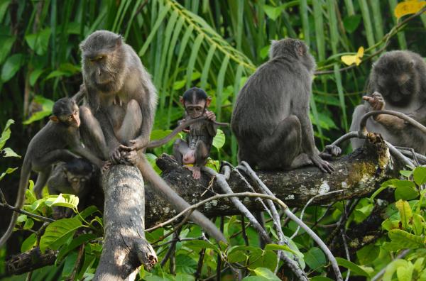 Bild 1 von 4: Die Gattung der Makaken zeichnet sich durch außerordentliche Geschicklichkeit aus. Einige Wissenschaftler stufen sie sogar als die menschenähnlichsten Primaten ein.