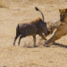 Serengeti