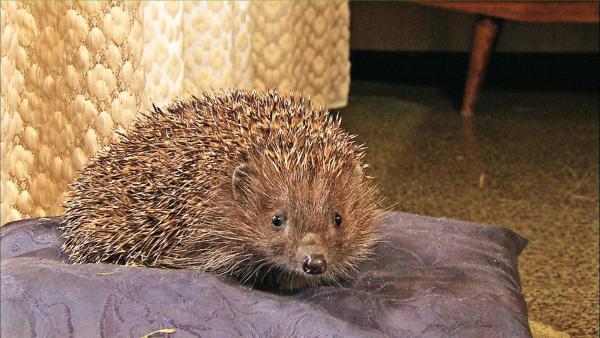 Bild 1 von 10: Im Bild: Igel.