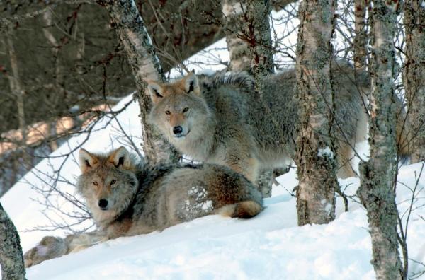 Bild 1 von 3: Wölfe zwischen Bäumen im Schnee: Die Raubtiere kommunizieren durch Heulen, um in der Wildnis zusammen zu bleiben.