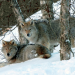 Die Sprache der Tiere