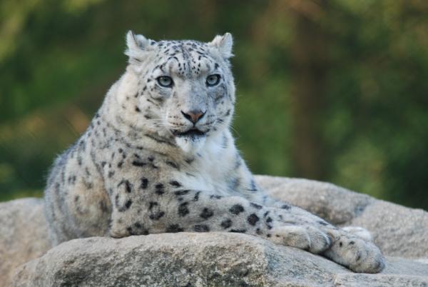 Bild 1 von 1: Schneeleopard.