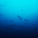 Big Pacific