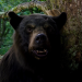 Cocaine Bear