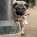 Ein Mops zum Verlieben