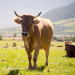 Das System Milch
