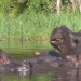 Safari-Paparazzi: Wildlife pur