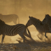 Streifzug des Zebras