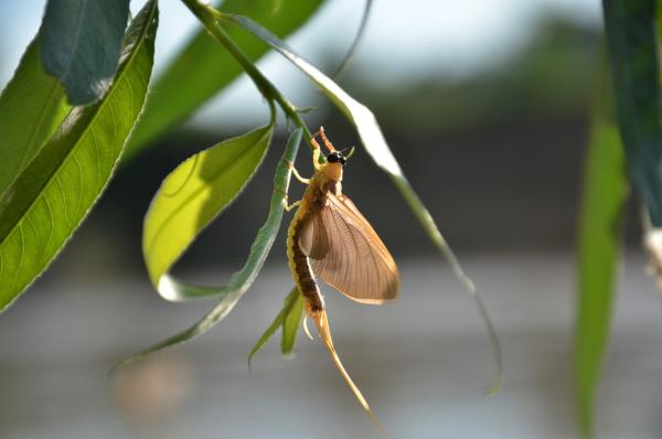 Bild 1 von 15: Die Eintagsfliege hat nur wenige Stunden Zeit, sich zu vermehren. Das Ausschwärmen der paarungswilligen Fliegen ist ein Schauspiel, das sich Jahr für Jahr im Juni wiederholt.