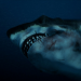 Megalodon